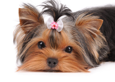 Cute dog wearing pink bow
