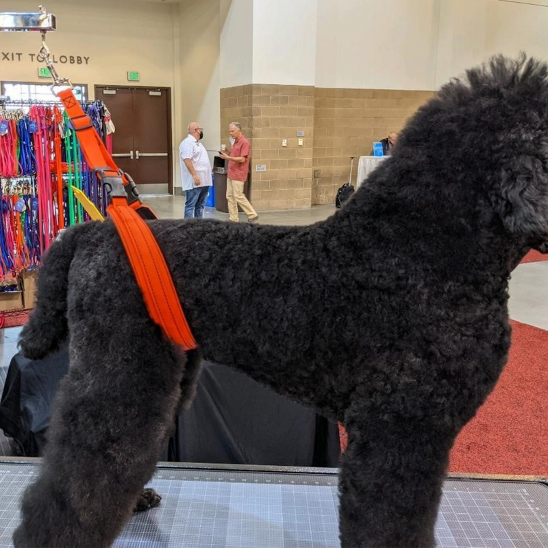 Biothane grooming belly band on dog