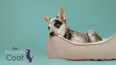 Top Tips for Grooming an Anxious or Wriggly Dog
