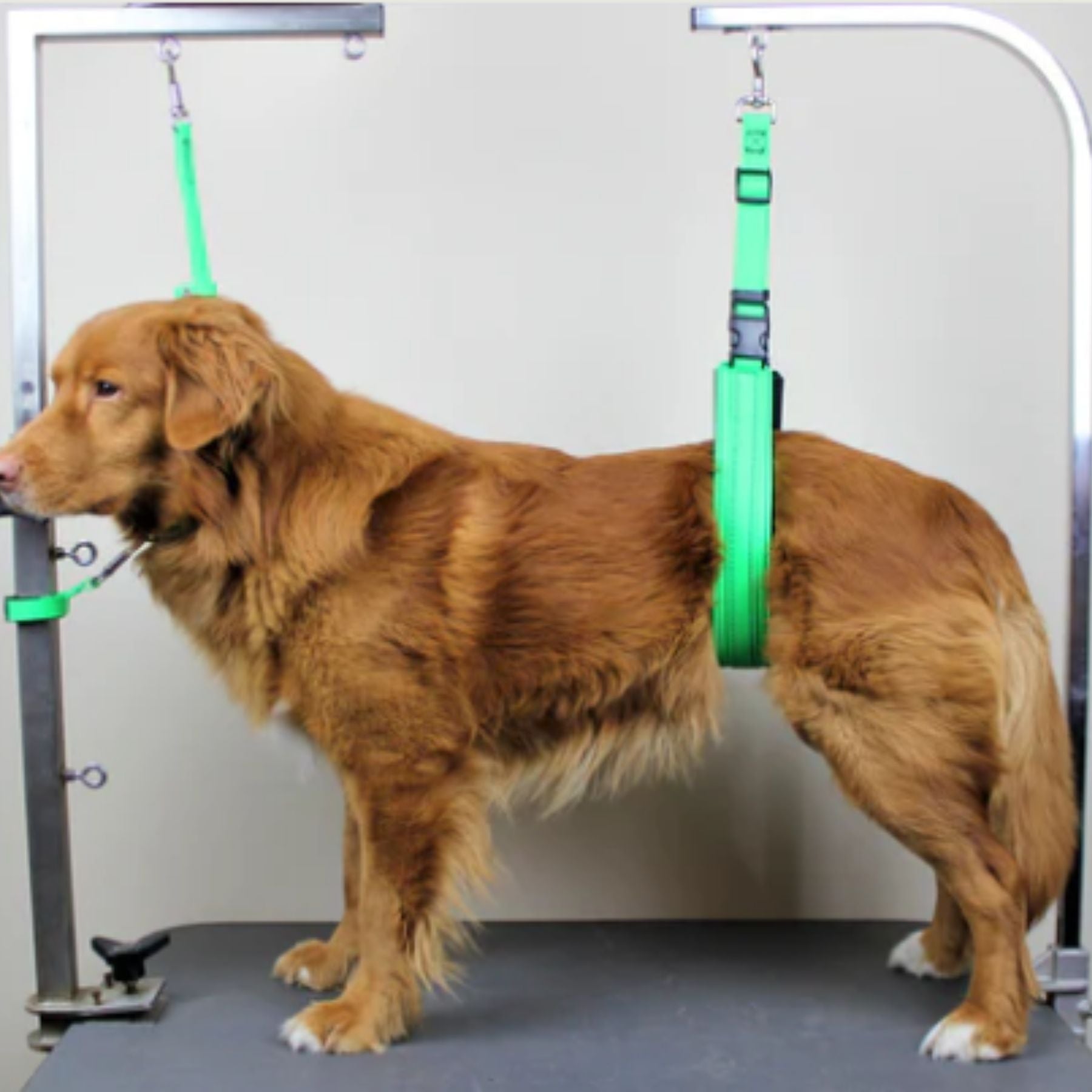 Grooming Tether The Original BioThane Grooming Safety Tether - Choose from 7 Fabulous ...